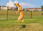 Thumbnail 16 of 21 - A dog is jumping in the air to catch a ball.