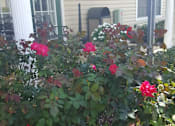 Thumbnail 16 of 16 - Garden Area at Arbours at Silver Lake, Leesburg, FL, 34788
