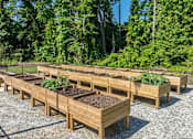 Thumbnail 5 of 20 - A row of wooden raised garden beds are lined up in a gravel area.
