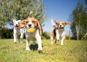 Thumbnail 16 of 18 - Three beagles running in a grassy field with one holding a yellow ball in its mouth at Arbours at Ensley Apartments, Pensacola, Florida