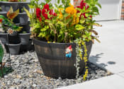 Thumbnail 54 of 72 - a wooden barrel filled with flowers on gravel next to a sidewalk