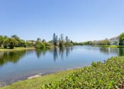 Thumbnail 26 of 33 - Pet-Friendly Apartments in Coconut Creek, FL – Waterview at Coconut Creek – a lake with plants and trees around it