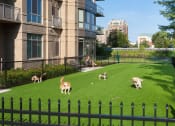 Thumbnail 42 of 63 - Bark Park at Harrison at Reston Town Center, Reston, VA, 20190