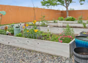 Thumbnail 19 of 31 - a community garden with plants and flowers in wooden boxes