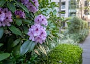Thumbnail 77 of 95 - A bush with purple flowers is in the foreground of a well-manicured garden.