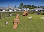 Thumbnail 21 of 50 - two dogs playing in a dog park with benches