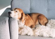 Thumbnail 2 of 9 - A dog is sleeping on a grey couch with a white fluffy blanket.