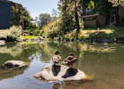 Thumbnail 14 of 42 - two ducks standing on a rock in a pond