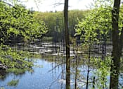 Thumbnail 16 of 17 - A serene lake surrounded by trees in a forest.