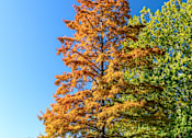 Thumbnail 12 of 16 - A tree with orange leaves stands next to a body of water.