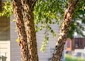 Thumbnail 15 of 50 - a pair of trees in a yard with a house in the background at Townes at Village Center Apartments, Maryland