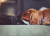 Thumbnail 16 of 43 - Pet friendly apartments and townhomes in Hudsonville, MI| Apaartments and Townehomes | Elmwood Lake Apartments in Hudsonville MI