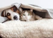 Thumbnail 14 of 36 - Pet friendly at Living room at Southfield MI Apartments | 42 West Apartments in Southfield Michigan