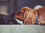 Thumbnail 19 of 22 - Pet friendly apartments  | The Gem Apartments 48152