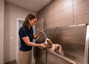 Thumbnail 51 of 58 - A woman is giving a dog a bath in a stainless steel sink.