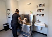 Thumbnail 37 of 39 - A woman is giving a dog a bath in a stainless steel sink.