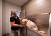 Thumbnail 49 of 52 - Pet Friendly Dog Wash Station
