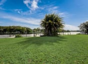 Thumbnail 47 of 47 - a large grassy field with a palm tree next to the water