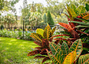 Thumbnail 17 of 25 - Garden Area at Fernwood Grove Apartments, Florida, 33614