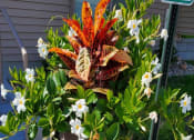 Thumbnail 7 of 10 - Flowers
