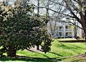 Thumbnail 5 of 21 - a large tree in front of a house