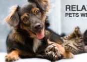 Thumbnail 2 of 41 - Pet Friendly