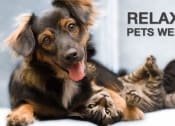 Thumbnail 3 of 12 - Cats and Dogs Welcome*