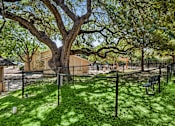Thumbnail 34 of 40 - large tree in a yard at Crosspoint Oaks at Boerne, Texas, 78006
