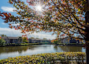 Thumbnail 21 of 24 - A tree with autumn leaves stands in front of a body of water and buildings.