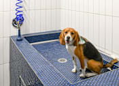 Thumbnail 19 of 19 - Pet Spa