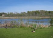 Thumbnail 6 of 14 - A grassy field with a goose sitting in it. Beyond the grass is a pond and beyond the pond is a forest.