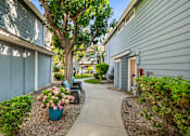 Thumbnail 23 of 67 - A tree with pink flowers in a blue pot is in the side of a wakway.