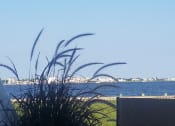 Thumbnail 25 of 35 - Summer Grasses