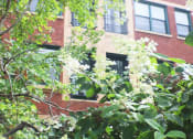 Thumbnail 47 of 48 - a tree with white flowers in front of a brick building