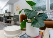 Thumbnail 28 of 89 - a plant on a table in a living room