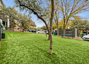 Thumbnail 15 of 40 - A tree stands in the dog park with fence in the background.
