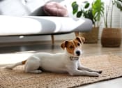Thumbnail 11 of 123 - dog at home laying on blanket on the floor neaer couch