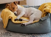 Thumbnail 21 of 80 - a dog sleeping on a dog bed with a yellow blanket