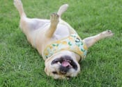 Thumbnail 51 of 52 - a dog laying on its back in the grass with its mouth open at North Grove, Riverside, CA 92501  