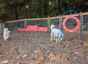 Thumbnail 19 of 73 - Dog park View at Lakemont Orchard, Washington, 98027