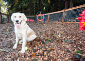 Thumbnail 18 of 73 - Dog park at Lakemont Orchard, Washington  