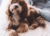 Thumbnail 56 of 83 - Brown Dog Sitting on White Bed with Blue Blanket at Bayswater Apartments, Burlingame, 94010