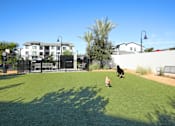 Thumbnail 23 of 87 - Dog park with two dogs