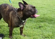 Thumbnail 17 of 17 - Dog Park at Rylee Ann Apartments, East Wenatchee