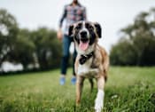 Thumbnail 10 of 24 - 38 Davis Dog Run