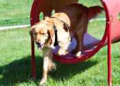 Thumbnail 34 of 45 - a dog is walking through a tunnel in the grass