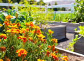Thumbnail 37 of 45 - a community garden with orange and yellow flowers