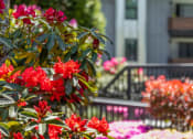 Thumbnail 23 of 24 - Duet Apartments in Lynnwood, Washington Exterior and Flowers