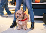 Thumbnail 31 of 35 - a dog is sitting in a plastic bag on a persons legs