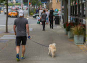 Thumbnail 37 of 39 - Man walking his dog because Lux Apartments Bellevue WA are pet friendly 